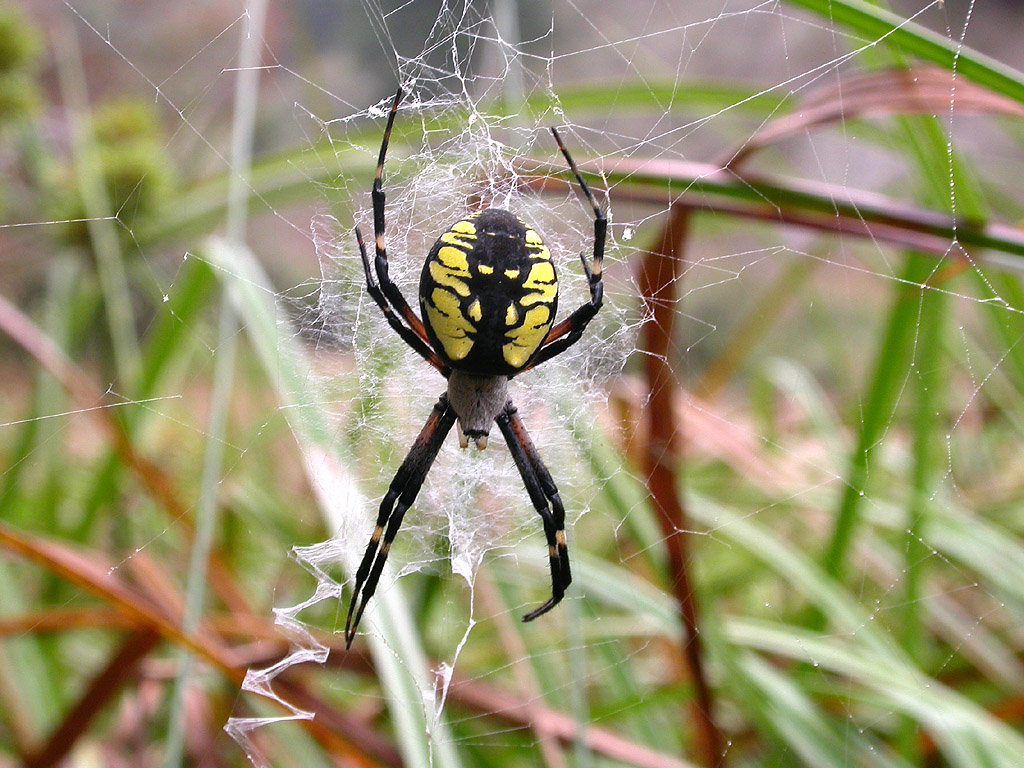 Yellow Garden Spider The Life of Animals