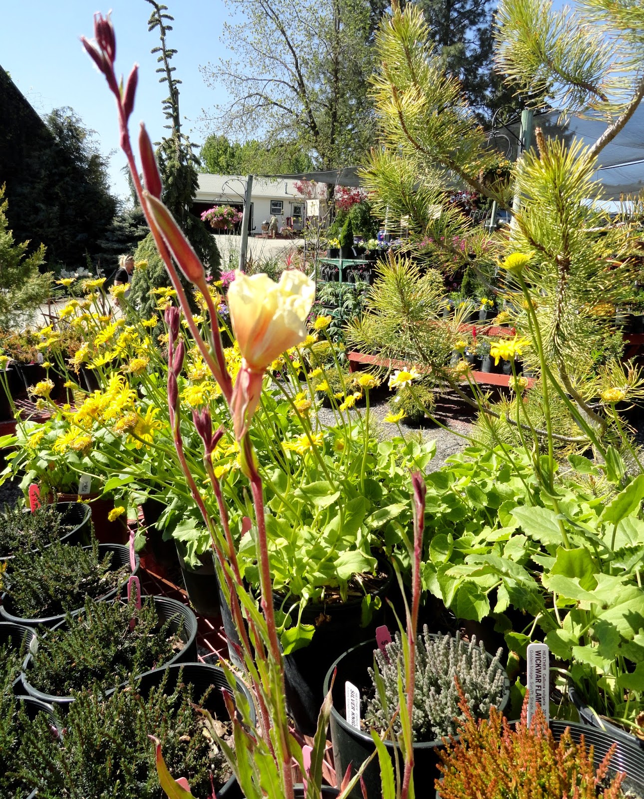 Flowering Weigela Florida Bush Colorful Shrubs