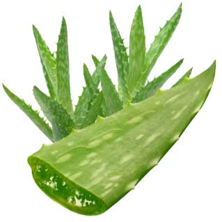 Home Remedies Aloe Vera Kawar Gandal K Faiday