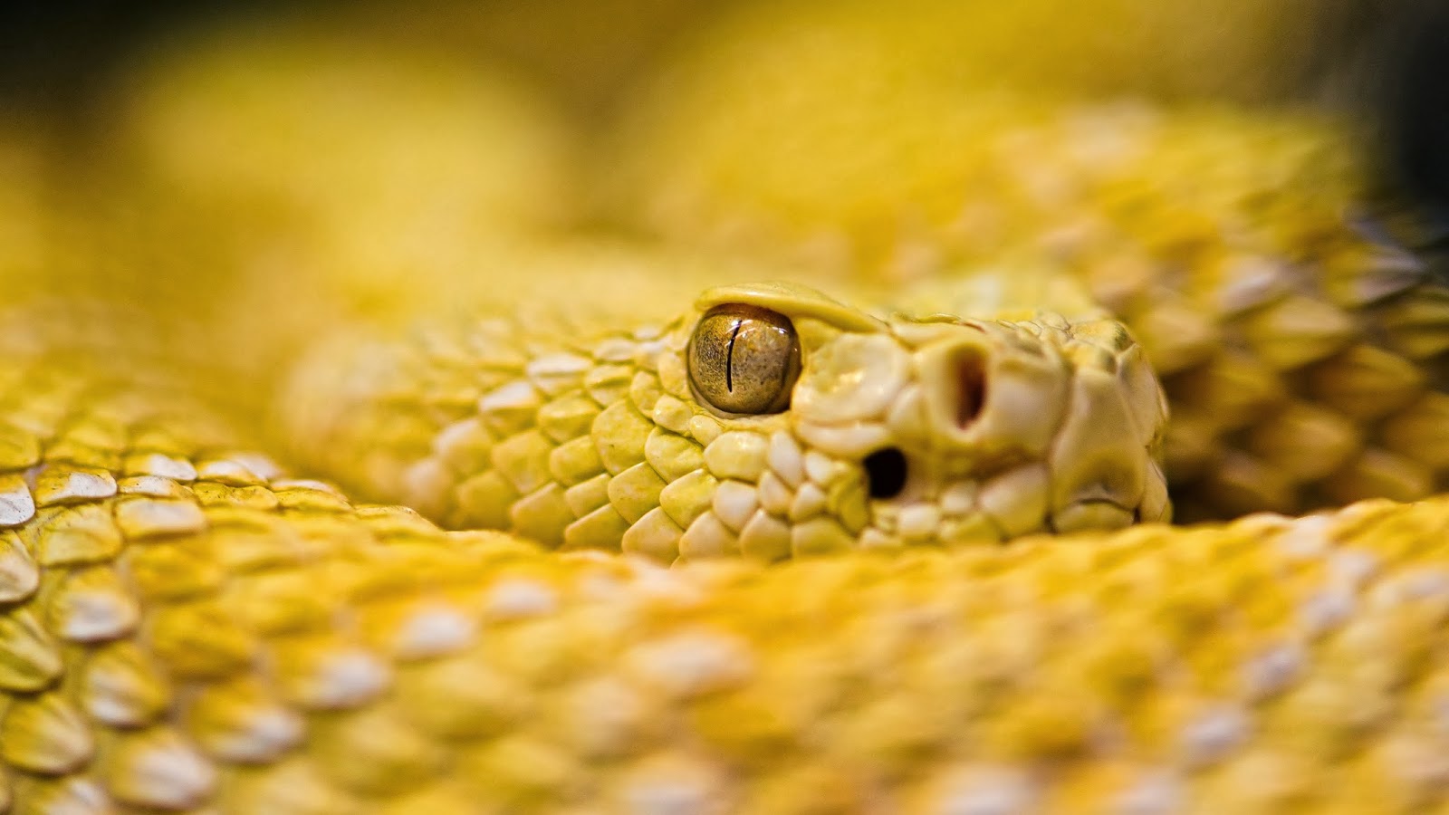 albino rattlesnake