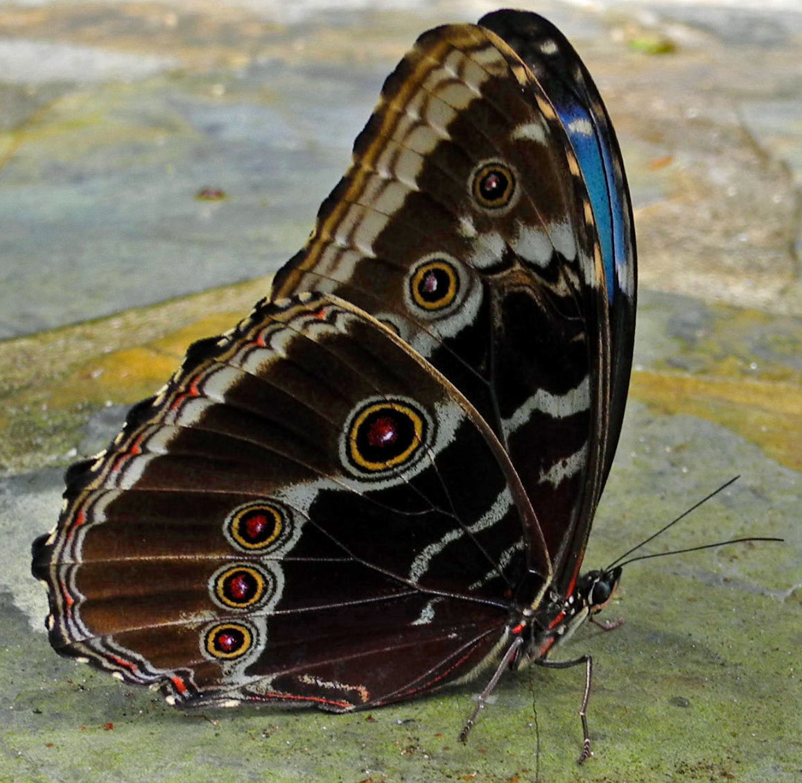 Through The Looking Glass Some Butterflies of Panama