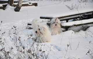 BASTIEN Winter Garden & GIULIETTA des Jardins de Gossypium