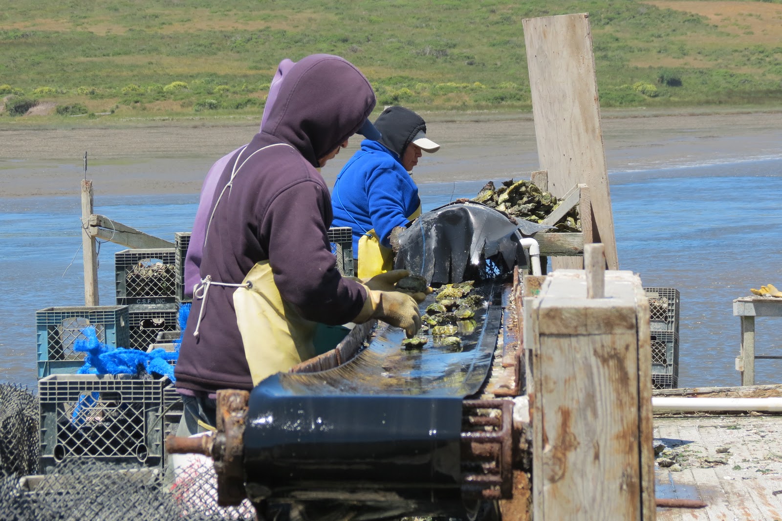 Dinner with the Welches Grilled Oysters on Tomales Bay... A Perfect Day