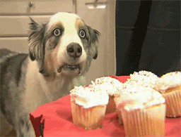 cup_cake_dog.gif