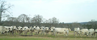 British White Cow Choir - Check out their Video!