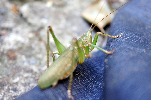 close up macro image of a green grasshopper on black mat.