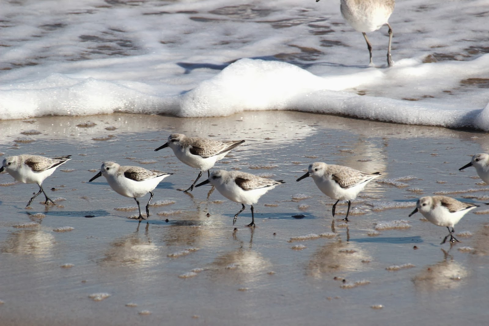 Cannundrums Sanderling