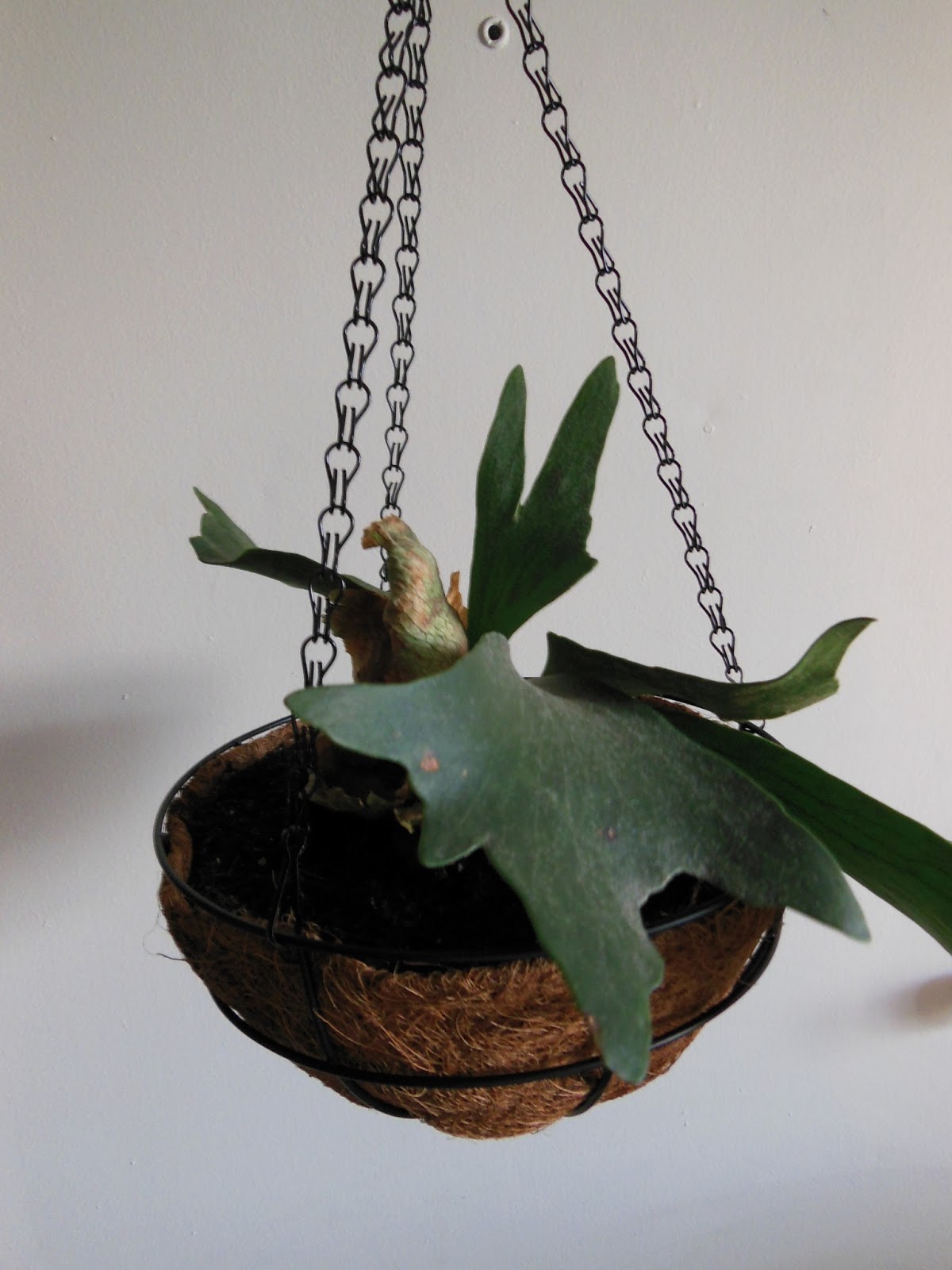 The Green House Hanging a Staghorn Fern in a Basket