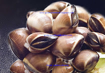 Brown Clam Shell On-Meretrix lyrata - Nghêu nâu nguyên con
