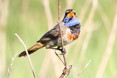 Самец варакушки (Luscinia svecica) Bluethroat