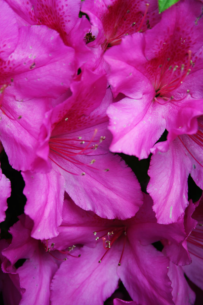 Butterflies Of Singapore Favourite Nectaring Plants 14