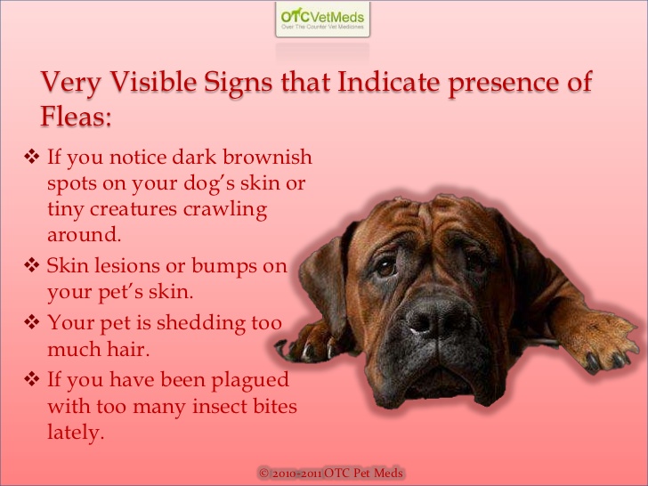 Warm Weather Means Increased Parasite Danger for Dogs