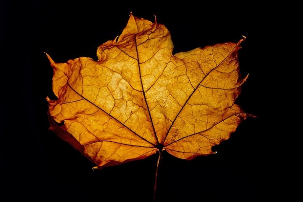 Otoño 2015 en D´granada