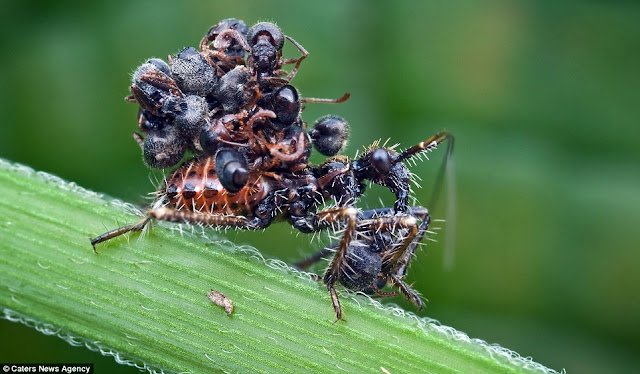 الحشرة السفاحة القاتلة المحترفة التي تحمل جثث ضحاياها لترهب الحشرات بها  The+most+disgusting+insect+02