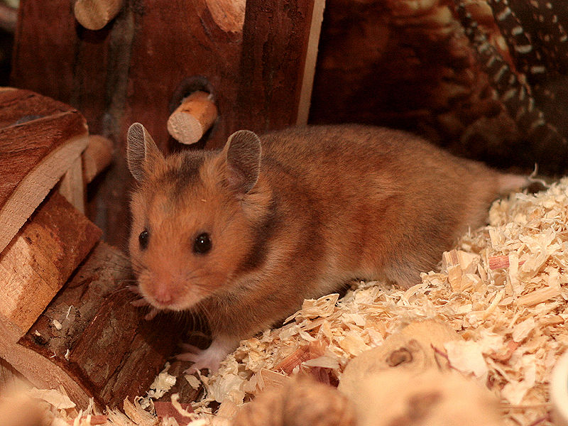 Syrian Hamster - Animal Facts Encyclopedia