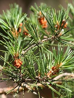 Pinus sylvestris