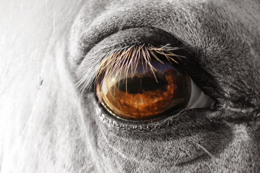 1000+ images about Horse Eye Photos on Pinterest