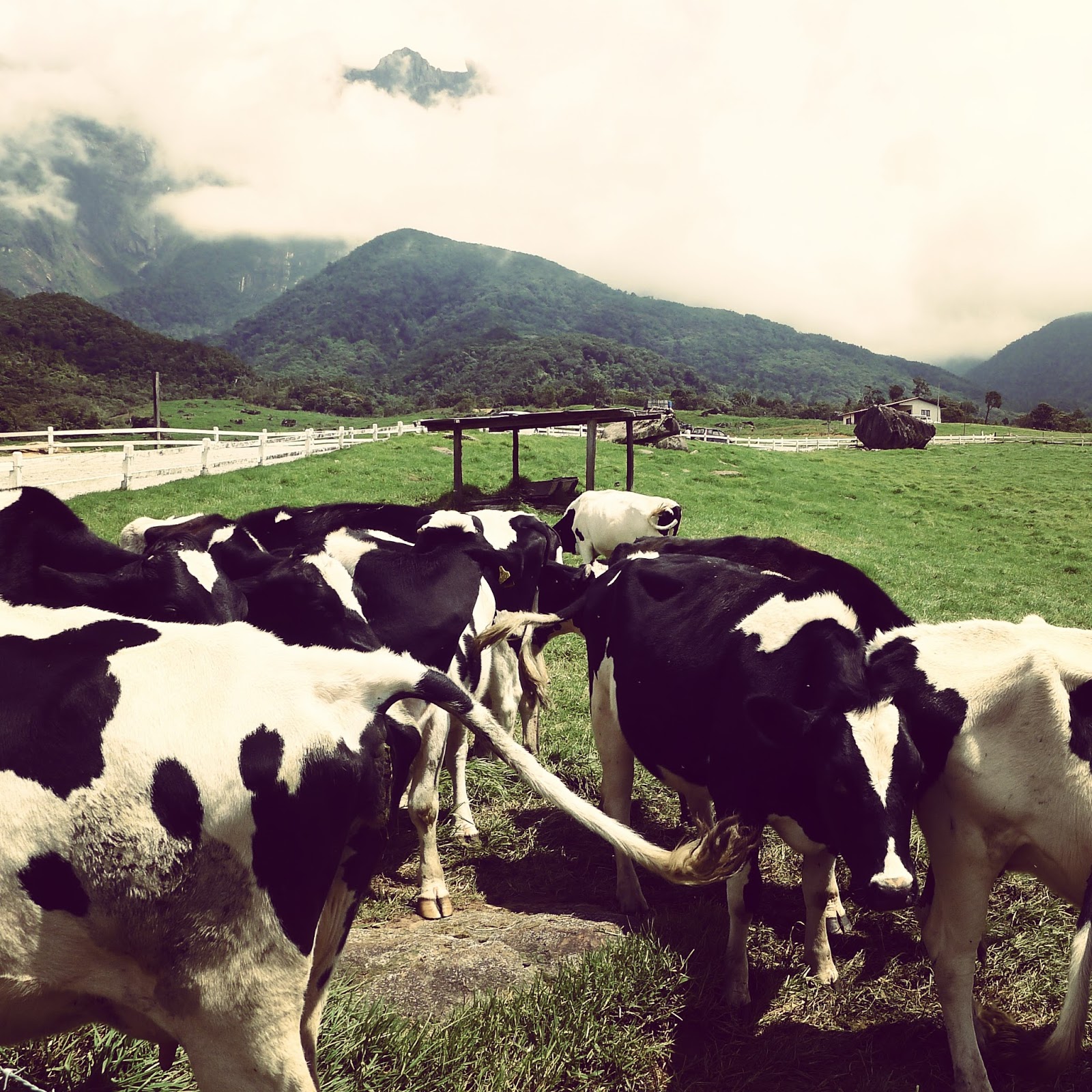 Desa Cattle Farm, Kundasang ~ Passport To The World
