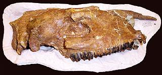 Teletaceras skull