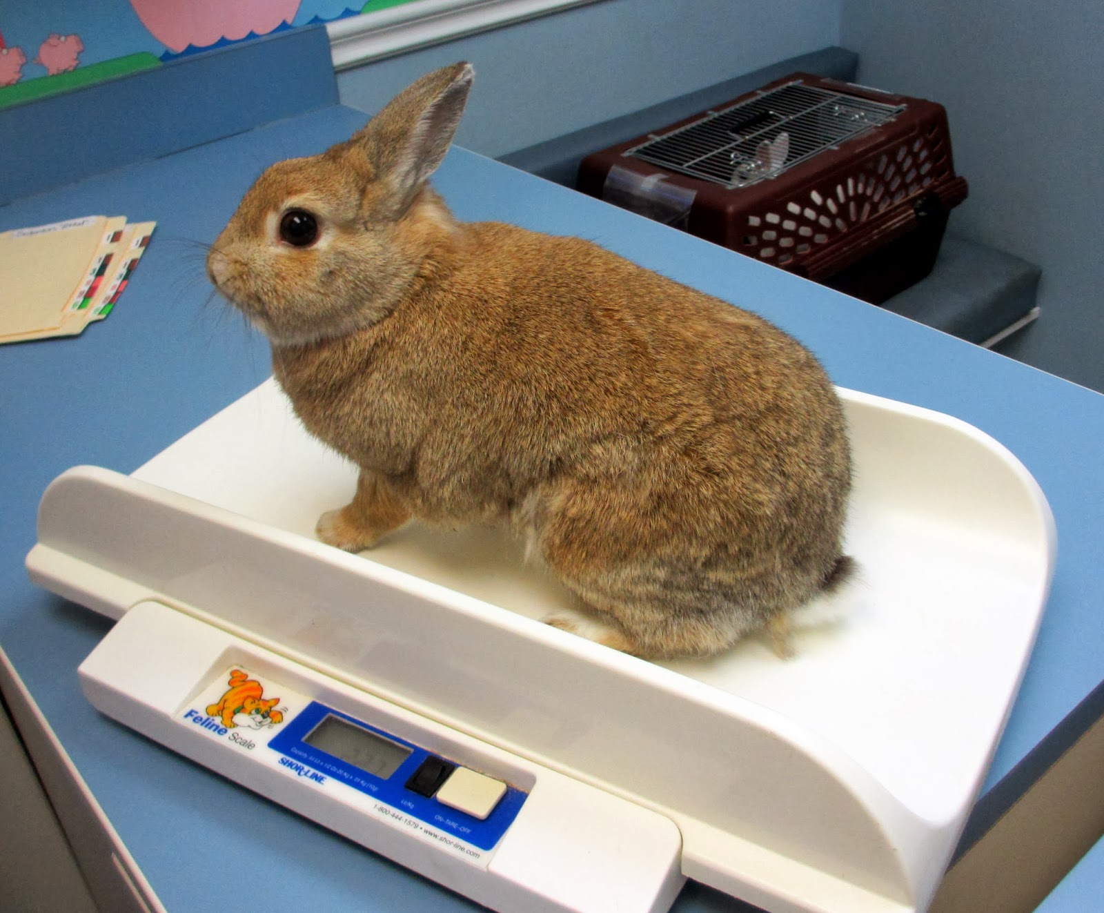 Rabbit Ramblings Bunny vet visit
