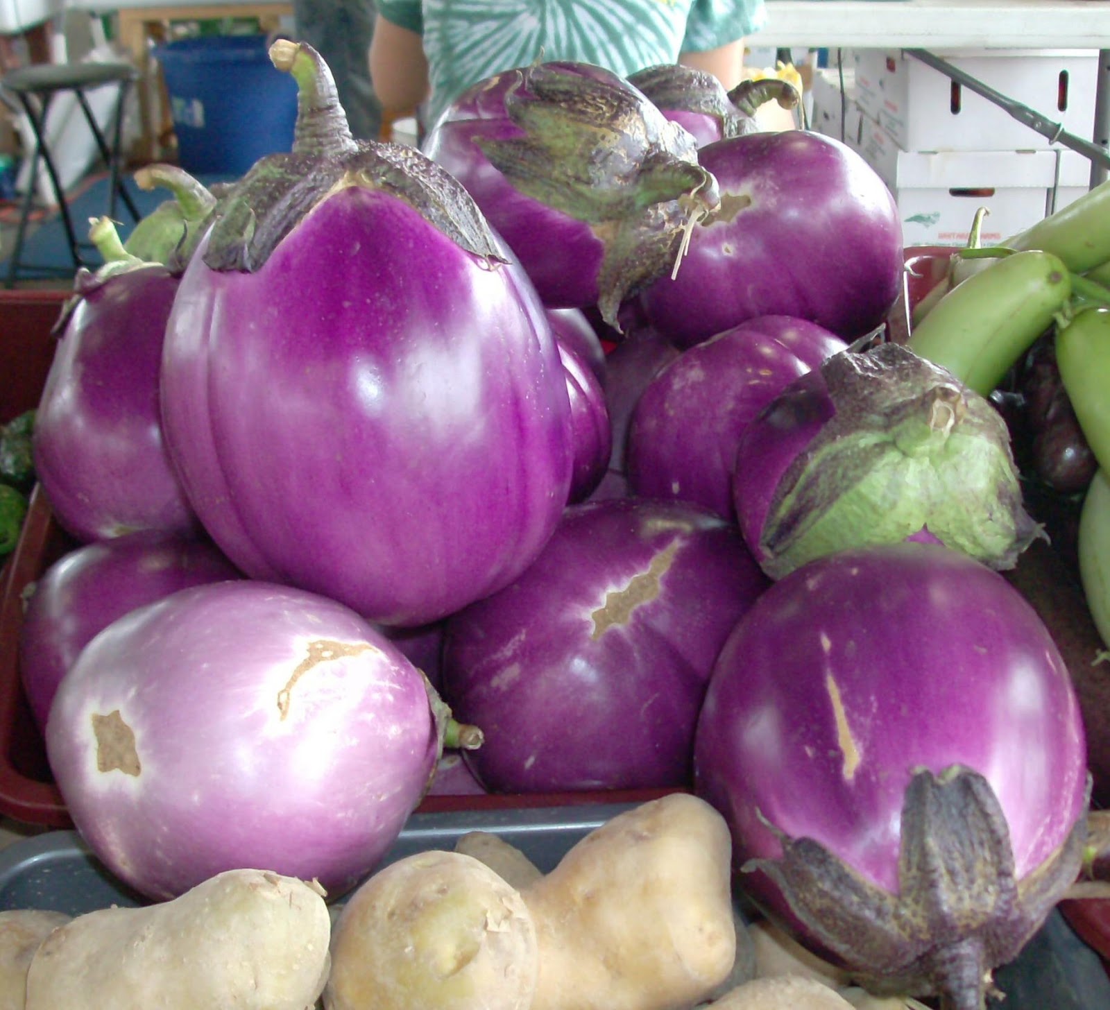 The Consummate Gardener Florida Gardening and More MonthbyMonth in