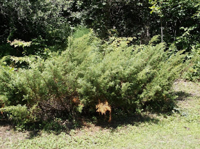 Glory S Garden Characteristics Of Blue Rug Juniper