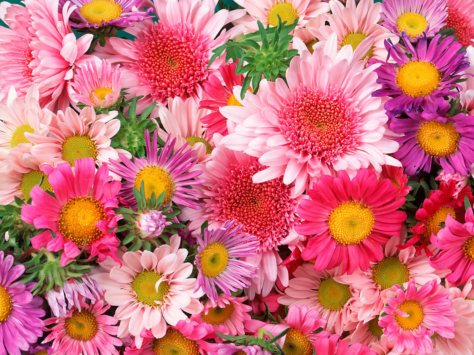 http://2.bp.blogspot.com/-srQZz6kluC0/T768a1V-lcI/AAAAAAAABd8/9P1ebV9LRJc/s1600/Pretty+in+pink+daisies.jpg