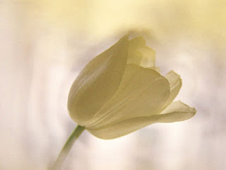Tulipán, una flor con historia . tulipán blamco