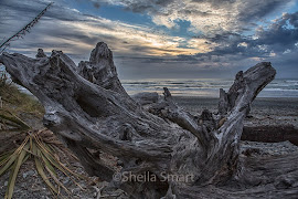 Dead tree on beach