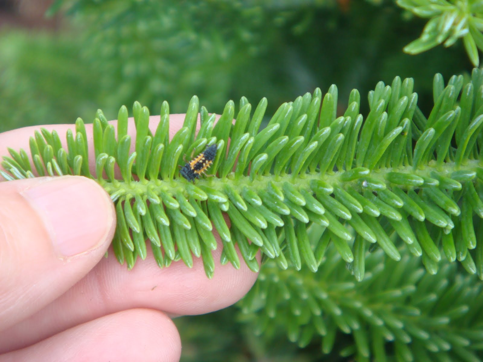 North Carolina Christmas Trees August 2011