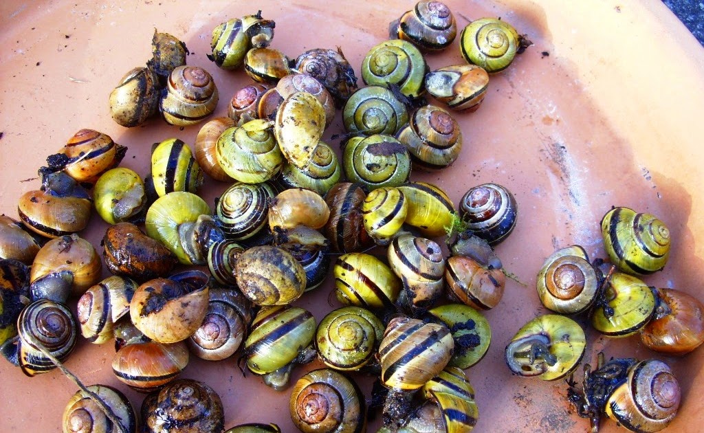 Kelli's Northern Ireland Garden Snail Retreat & Cordyline