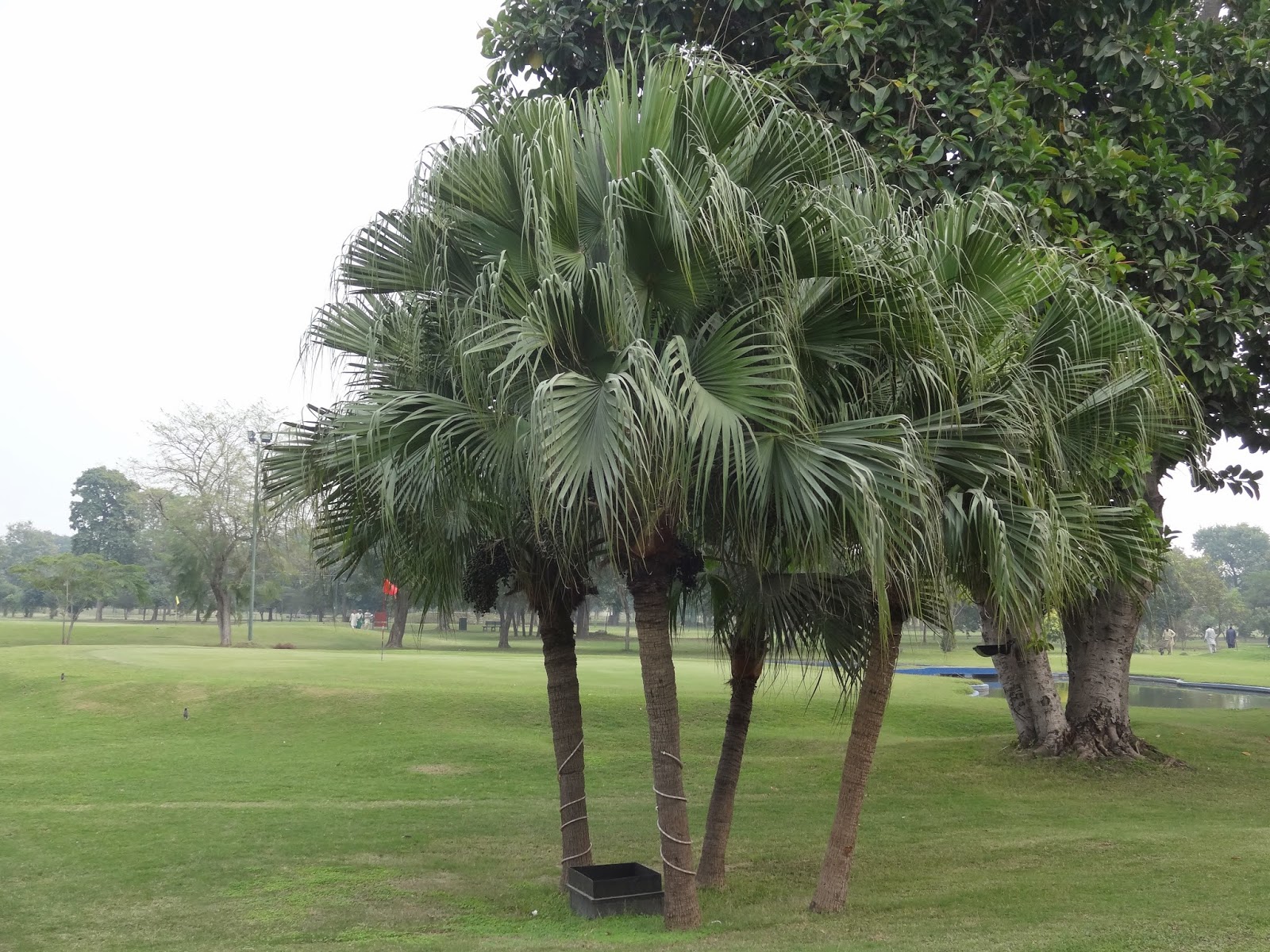 Plants of Lahore Table Palm Livistona chinensis