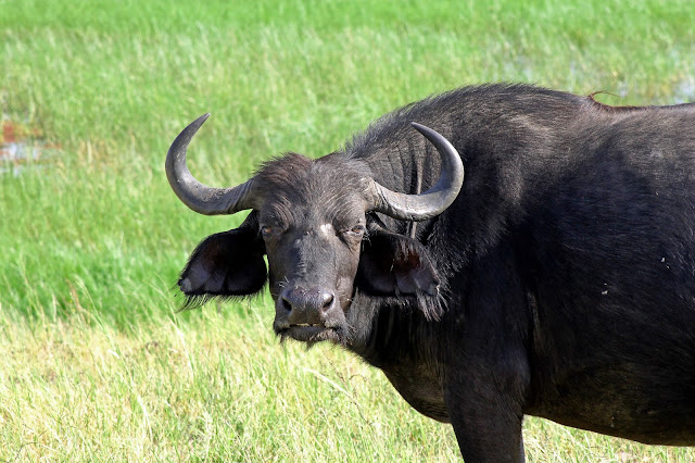 African Bufalo