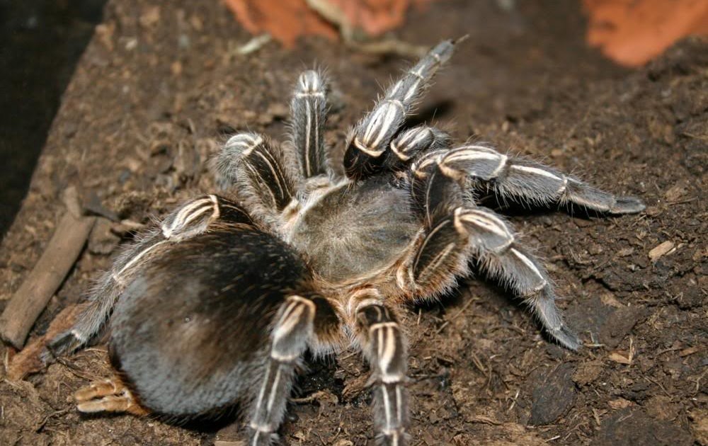Tarantula and Scorpion Handler’s Blog Aphonopelma Specie Caresheet