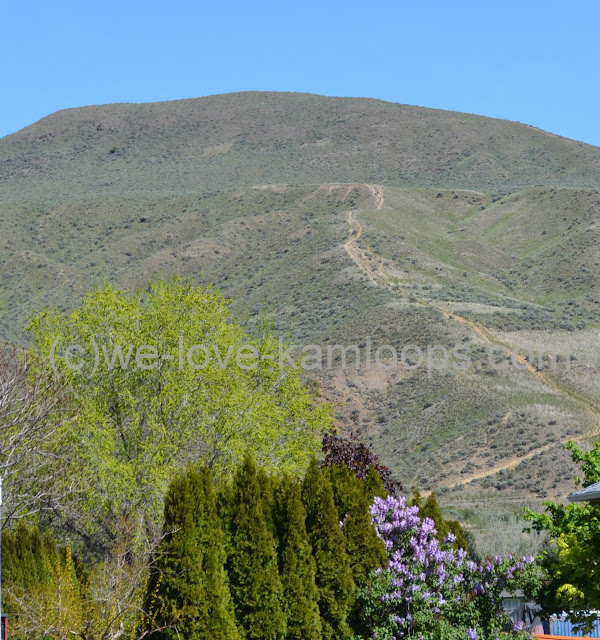 Hills of Kamloops are green for a short time in spring