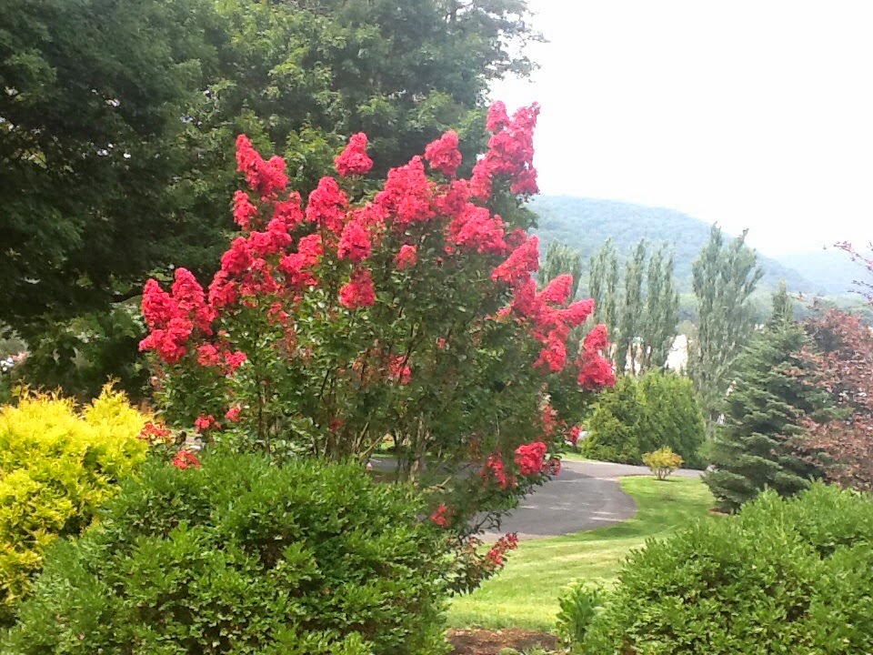 Crape Myrtle