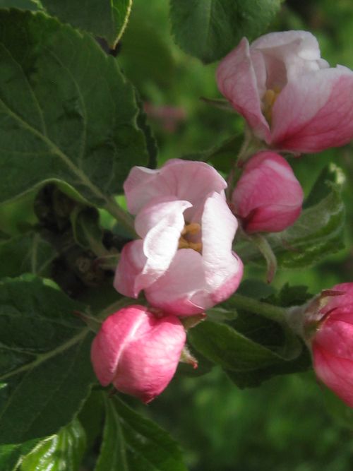 The Orchard Year Gala Apple Blossom Blossom Walk