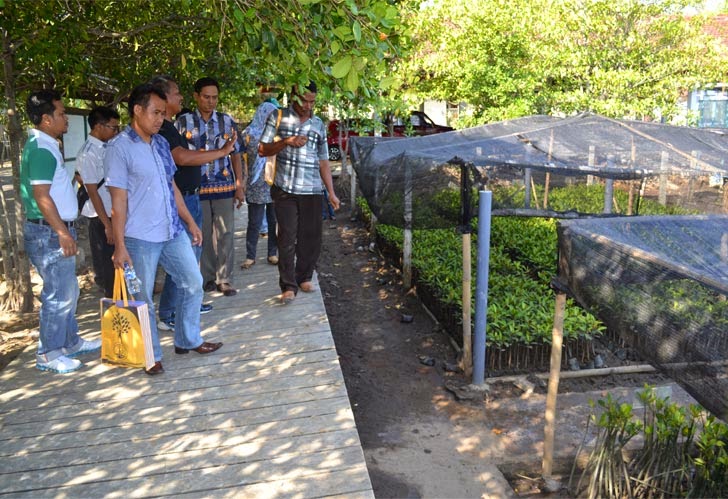 Praktek Persemaian Mangrove
