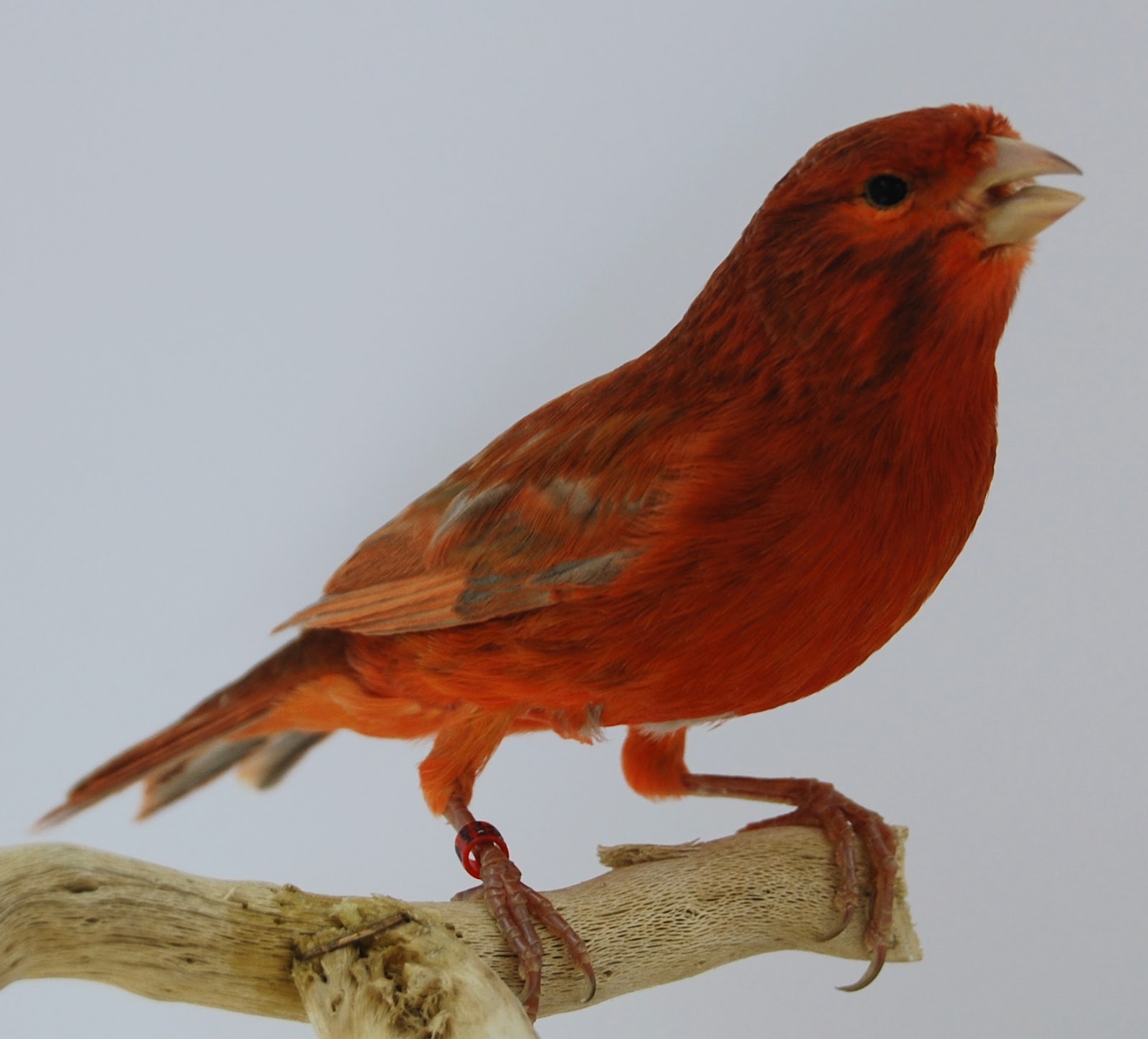 AVIARIO DE CANARIOS DE COLOR: AGATA ROJO INTENSO JASPE SIMPLE DILUCION