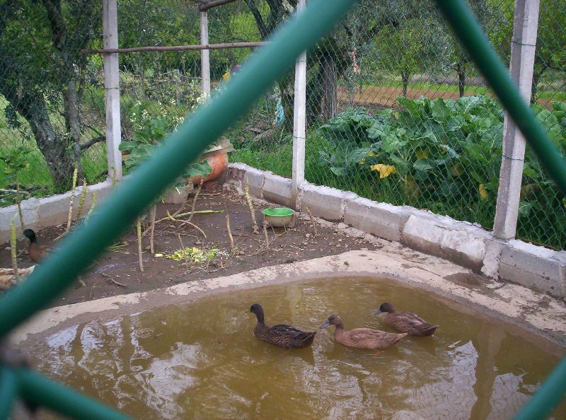 Candeia Verde CRIAÇÃO DE PATOS