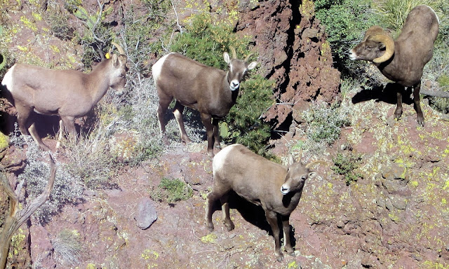 Arizona+Unit+6A+Rocky+Mtn+Bighorn+Sheep-Brian+Rimsza+and+Jay+Scott+Outdoors+4.jpg