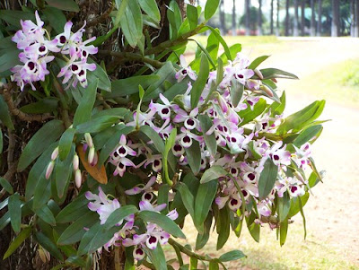 Orquideoterapia: Curiosidades sobre orquídeas