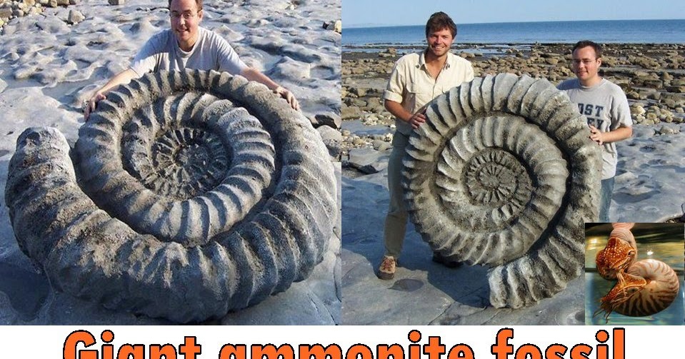Giant ammonite fossil on the Jurassic Coast in Dorset, England