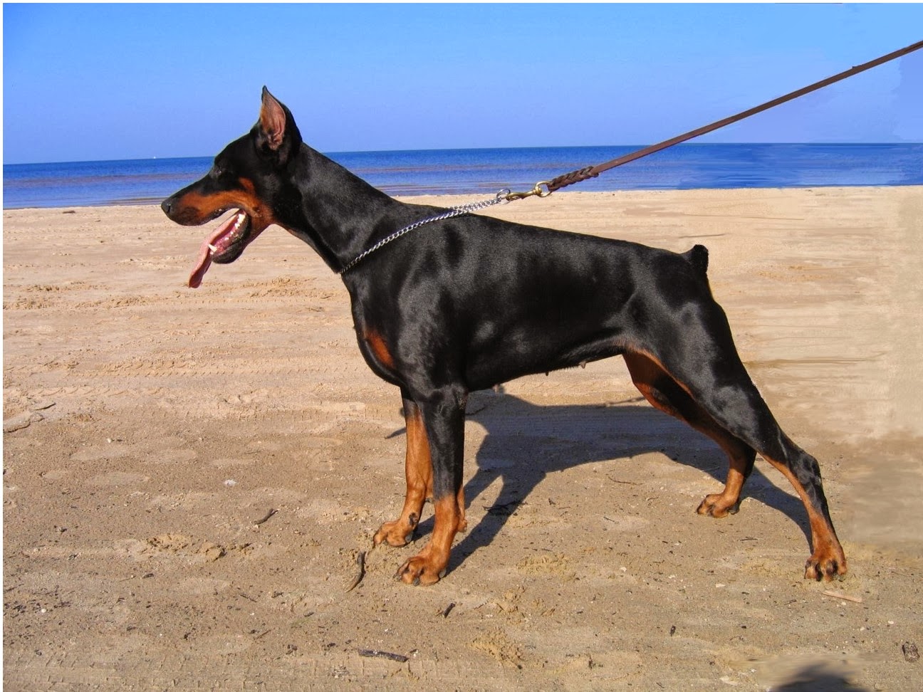 KÖPEK CİNSLERİ Doberman , Doberman özellikleri, Dobermanı nasıl eğitirim