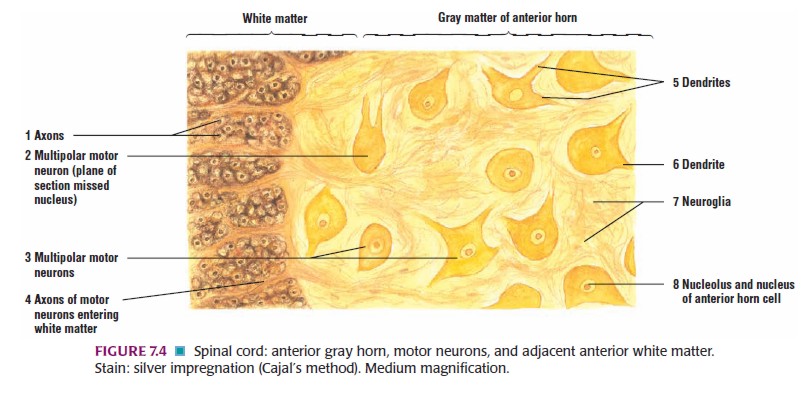 Histologi:Jaringan Saraf (Nervous Tissue)
