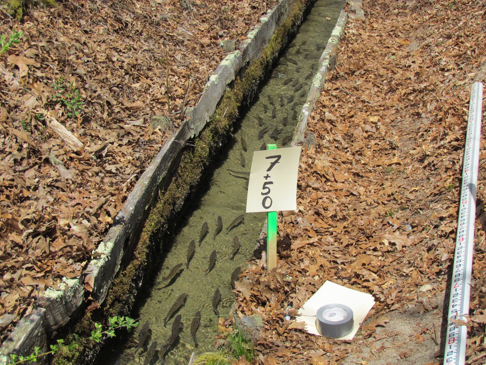 Cape Cod Water Resources Restoration Project Fish ladder will give