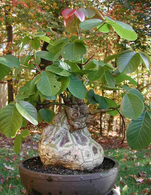 Trees Pseudobombax ellipticum Shaving Brush Tree