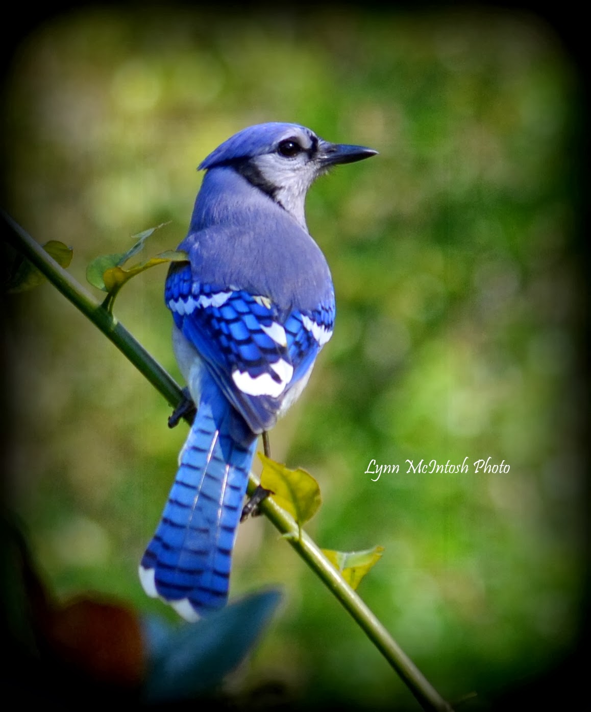 Bluejay