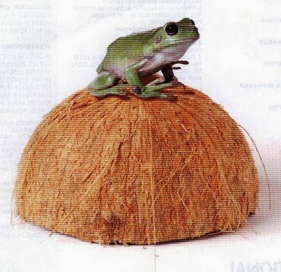 Ainie Si Mrs Humpis Kudapan Minda 1 Katak Tak Selalunya Di Bawah Tempurung
