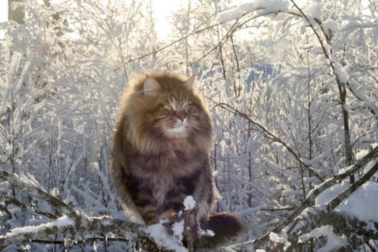Big Siberian Cat